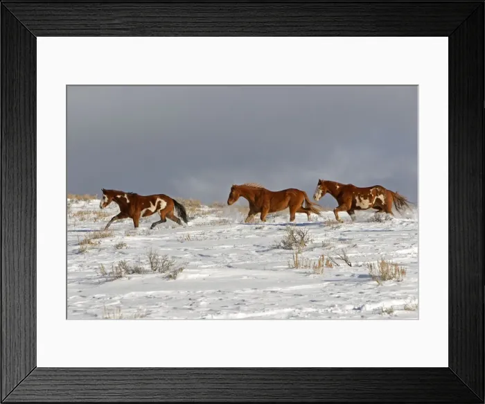 Framed Print : Picture No. 10898545 Framed Print : Picture No. 10898545