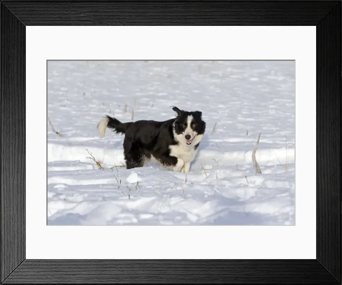 Framed Print : Picture No. 10898551 Framed Print : Picture No. 10898551