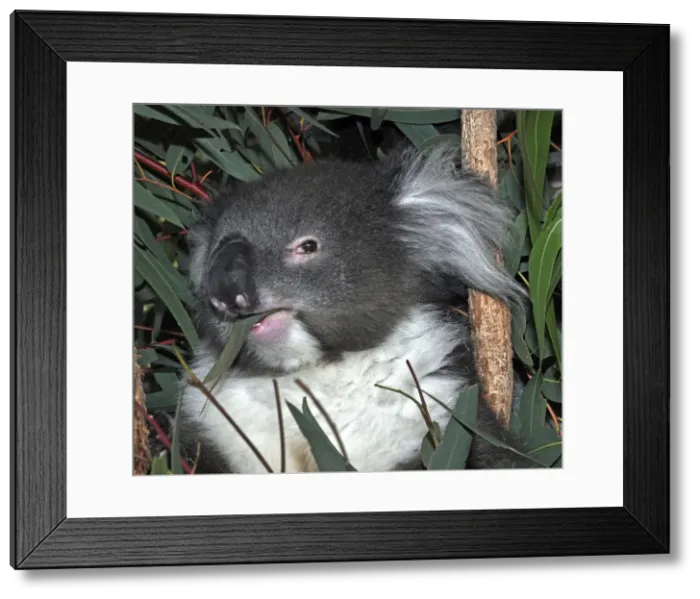 Framed Print : Picture No. 10895563 Framed Print : Picture No. 10895563