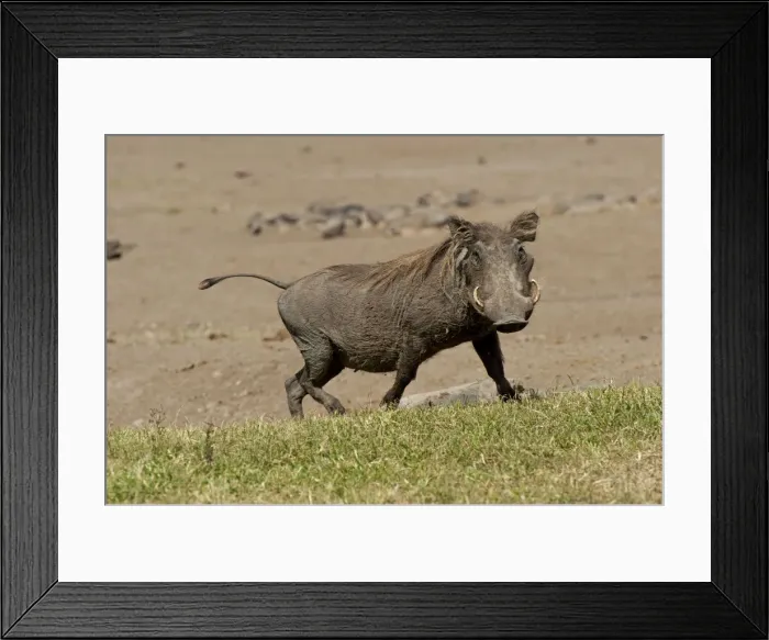 Framed Print : Picture No. 10895574 Framed Print : Picture No. 10895574