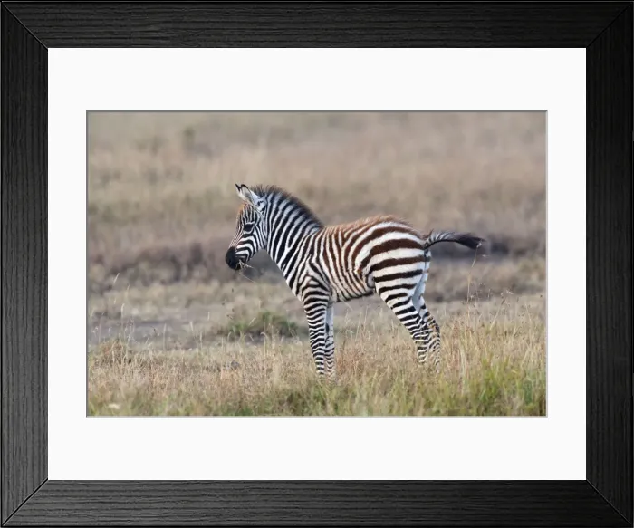 Framed Print : Picture No. 10895580 Framed Print : Picture No. 10895580