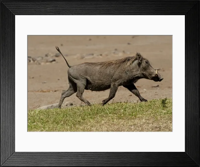 Framed Print : Picture No. 10895575 Framed Print : Picture No. 10895575