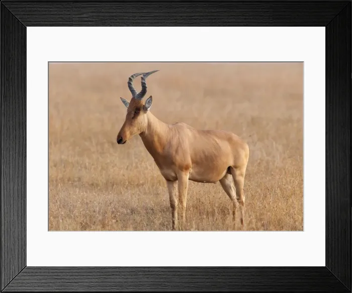 Framed Print : Picture No. 10895581 Framed Print : Picture No. 10895581