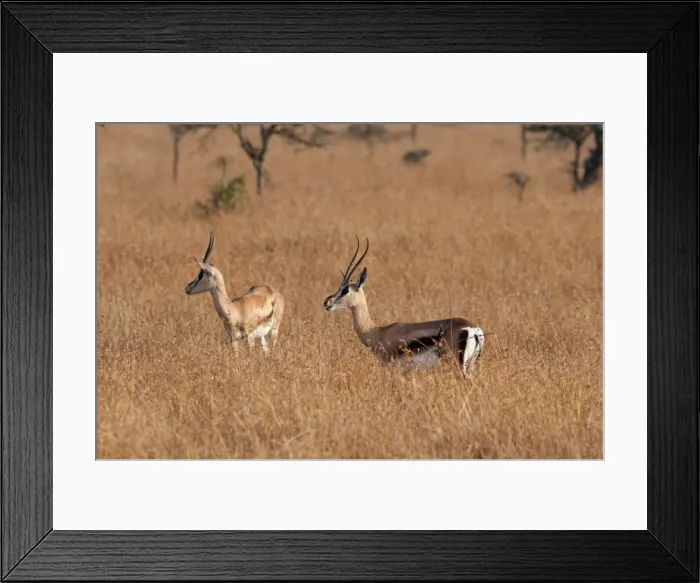 Framed Print : Picture No. 10895582 Framed Print : Picture No. 10895582