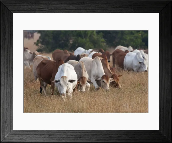 Framed Print : Picture No. 10895583 Framed Print : Picture No. 10895583