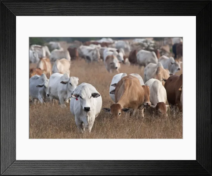 Framed Print : Picture No. 10895584 Framed Print : Picture No. 10895584