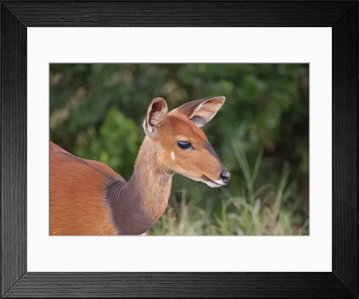 Framed Print : Picture No. 10895578 Framed Print : Picture No. 10895578