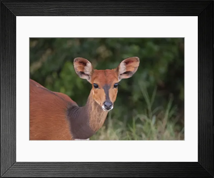 Framed Print : Picture No. 10895577