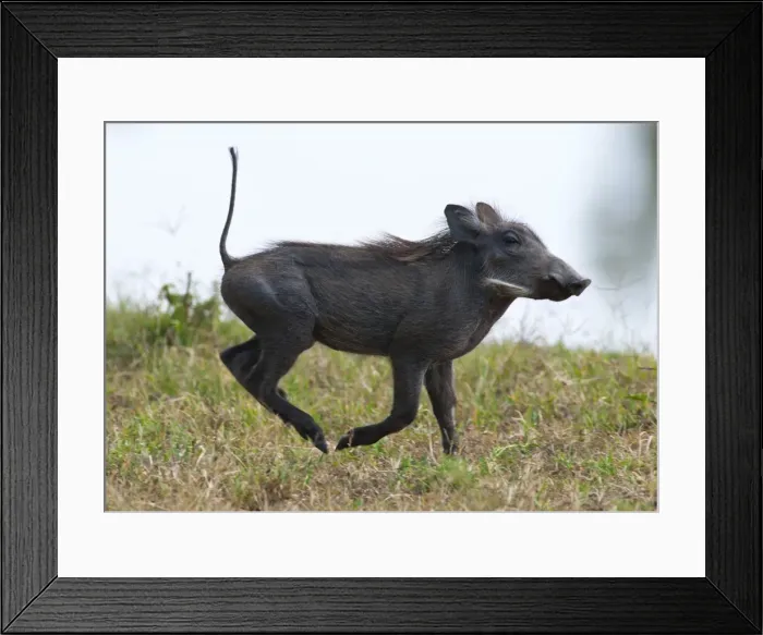 Framed Print : Picture No. 10895588 Framed Print : Picture No. 10895588