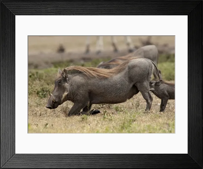 Framed Print : Picture No. 10895592 Framed Print : Picture No. 10895592