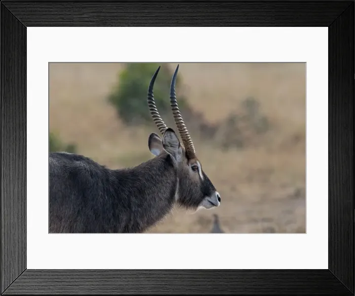 Framed Print : Picture No. 10895586 Framed Print : Picture No. 10895586