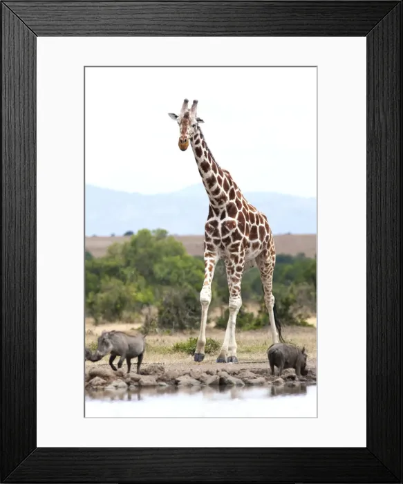 Framed Print : Picture No. 10895591 Framed Print : Picture No. 10895591