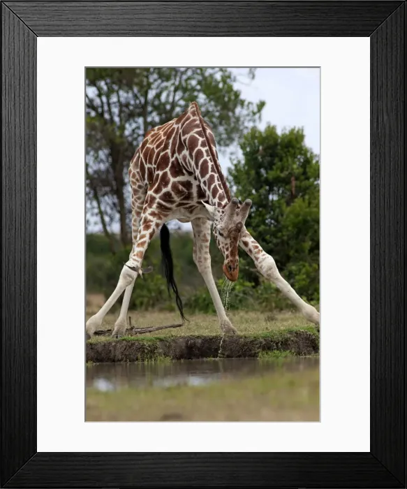 Framed Print : Picture No. 10895595