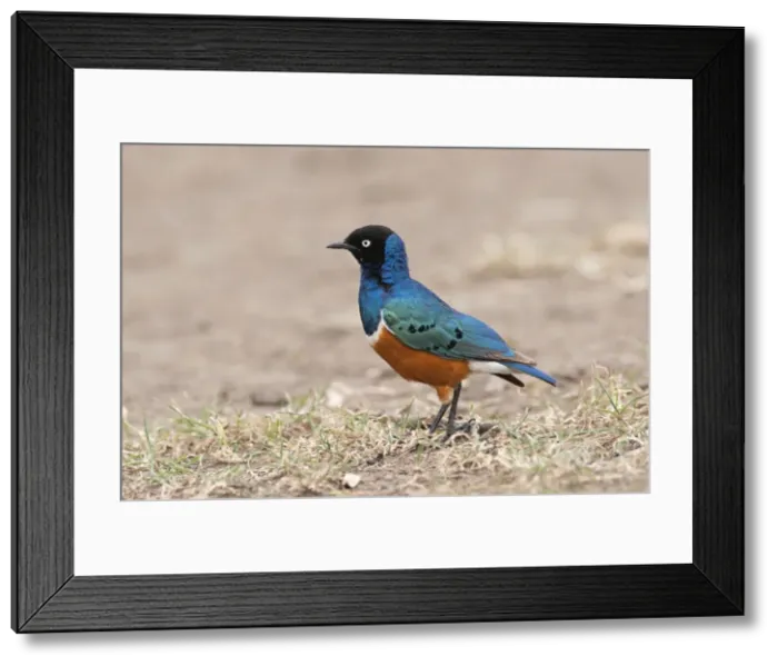 Framed Print : Picture No. 10895596 Framed Print : Picture No. 10895596