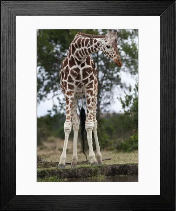Framed Print : Picture No. 10895593 Framed Print : Picture No. 10895593