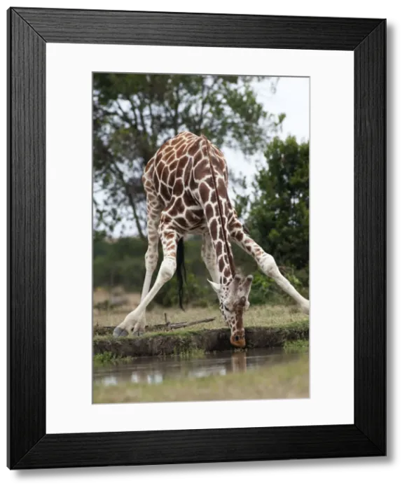 Framed Print : Picture No. 10895594 Framed Print : Picture No. 10895594