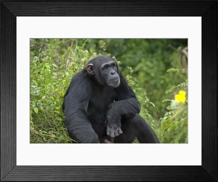 Framed Print : Picture No. 10895598 Framed Print : Picture No. 10895598