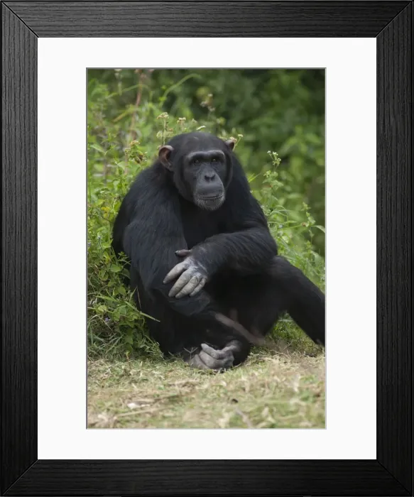 Framed Print : Picture No. 10895599 Framed Print : Picture No. 10895599