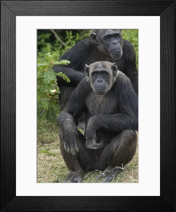 Framed Print : Picture No. 10895601 Framed Print : Picture No. 10895601