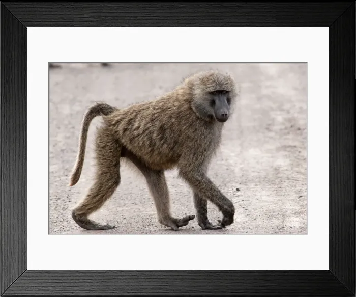 Framed Print : Picture No. 10895597 Framed Print : Picture No. 10895597