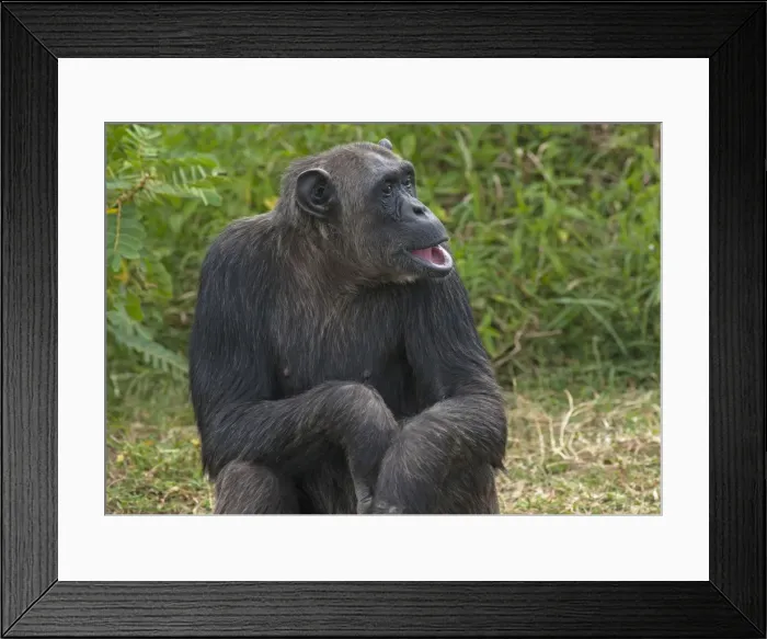 Framed Print : Picture No. 10895603 Framed Print : Picture No. 10895603