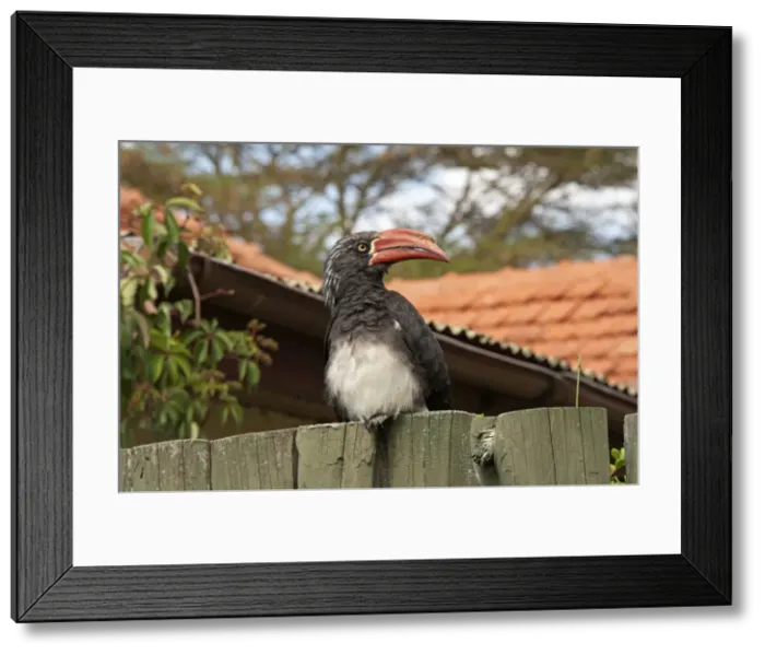 Framed Print : Picture No. 10895605 Framed Print : Picture No. 10895605