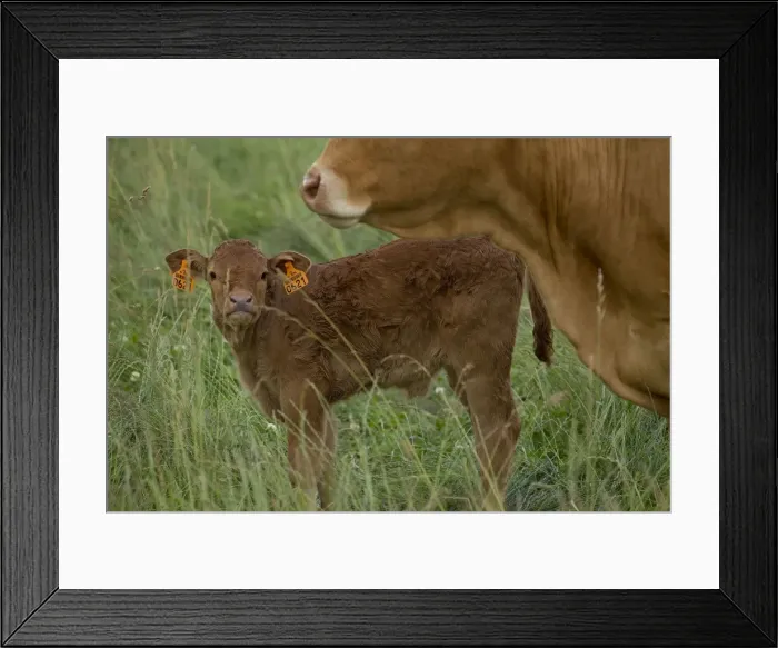 Framed Print : Picture No. 10898696 Framed Print : Picture No. 10898696