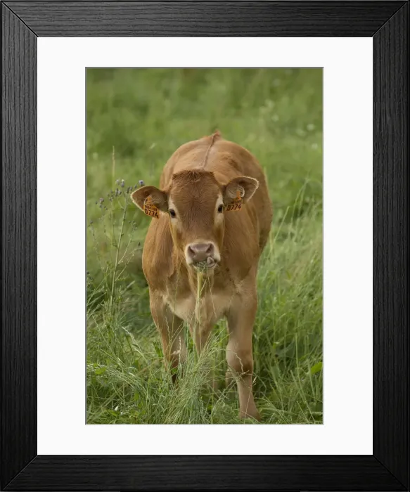 Framed Print : Picture No. 10898701 Framed Print : Picture No. 10898701