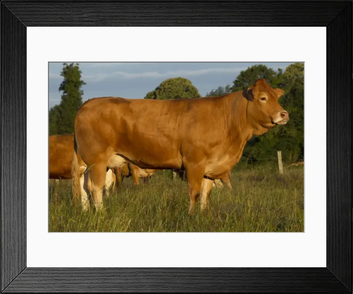 Framed Print : Picture No. 10898702 Framed Print : Picture No. 10898702