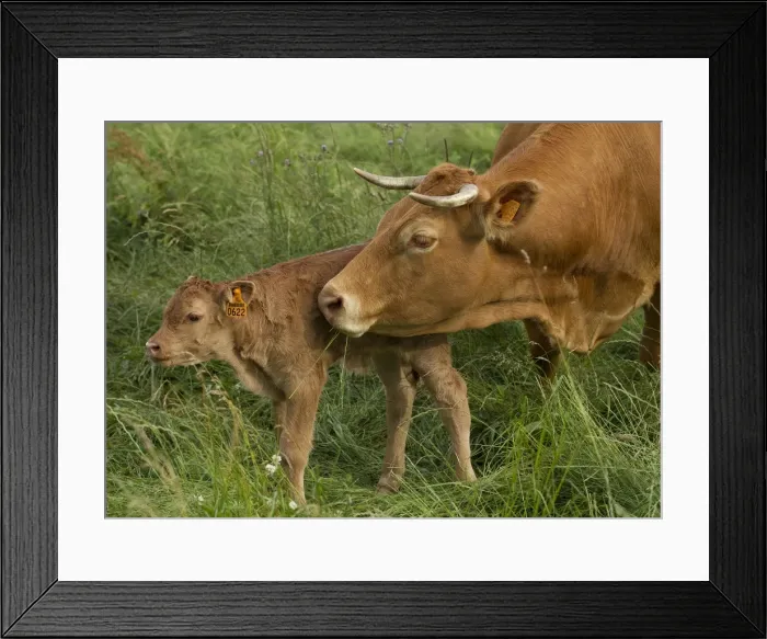 Framed Print : Picture No. 10898699 Framed Print : Picture No. 10898699
