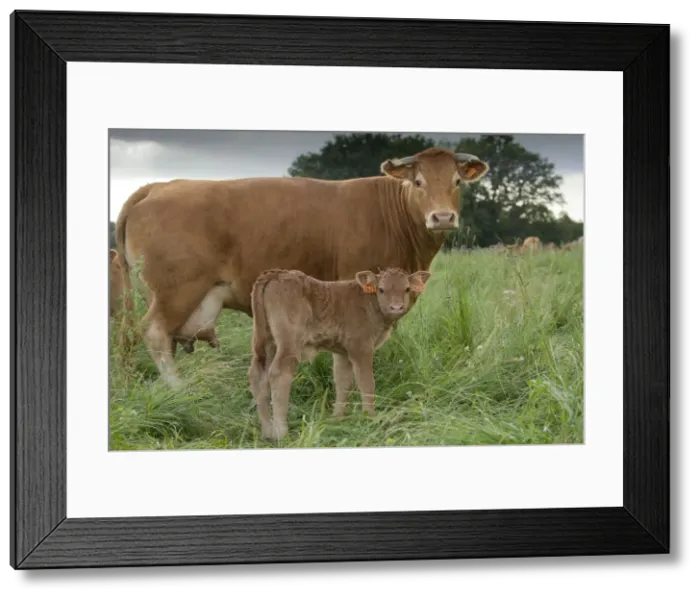Framed Print : Picture No. 10898700 Framed Print : Picture No. 10898700