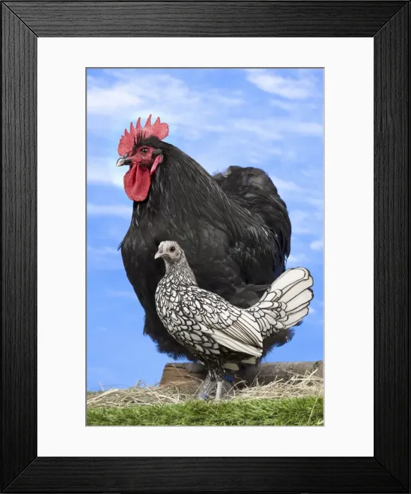 Framed Print : Picture No. 10898705