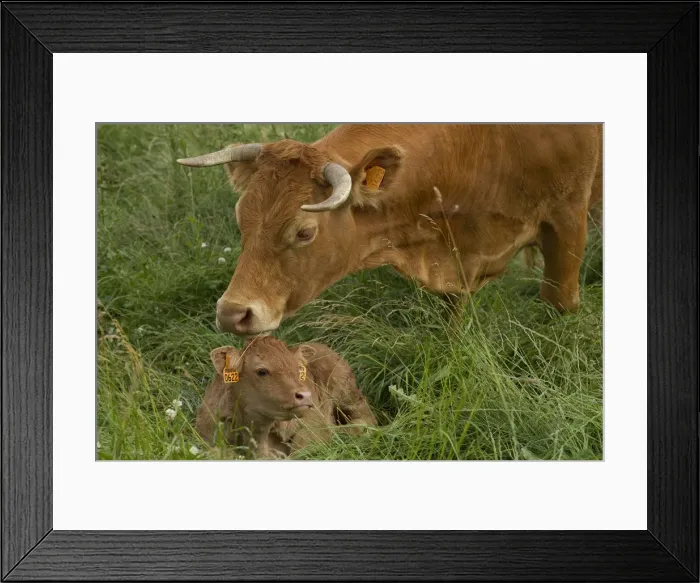 Framed Print : Picture No. 10898698 Framed Print : Picture No. 10898698