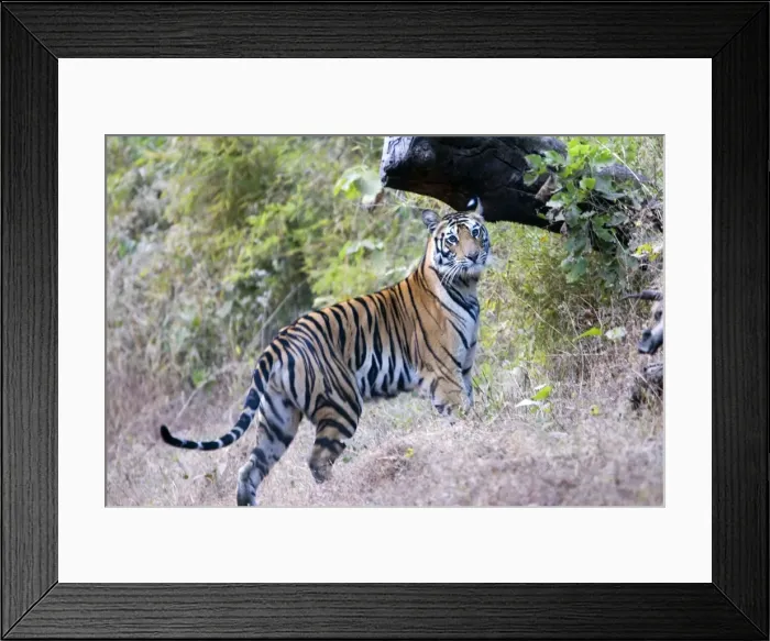 Framed Print : Picture No. 10898709 Framed Print : Picture No. 10898709