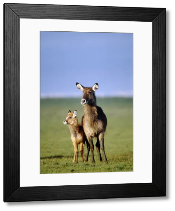 Framed Print : Picture No. 10898710 Framed Print : Picture No. 10898710