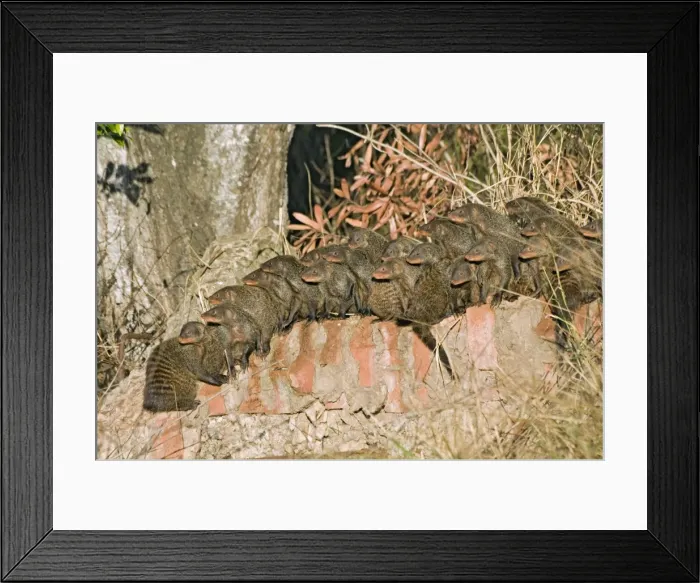Framed Print : Picture No. 10898718 Framed Print : Picture No. 10898718