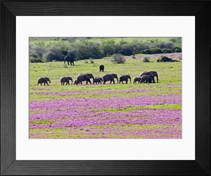 Framed Print : Picture No. 10898720 Framed Print : Picture No. 10898720