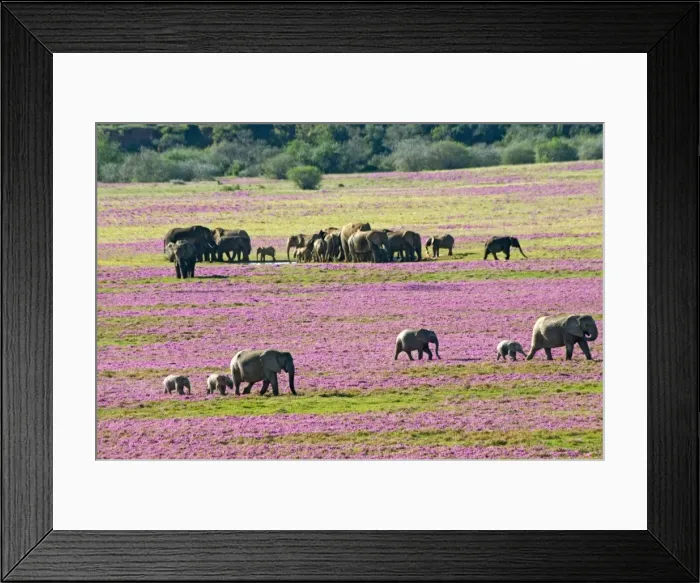 Framed Print : Picture No. 10898722 Framed Print : Picture No. 10898722