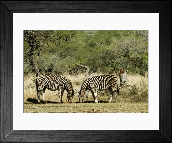 Framed Print : Picture No. 10898726 Framed Print : Picture No. 10898726