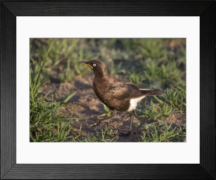 Framed Print : Picture No. 10898728 Framed Print : Picture No. 10898728