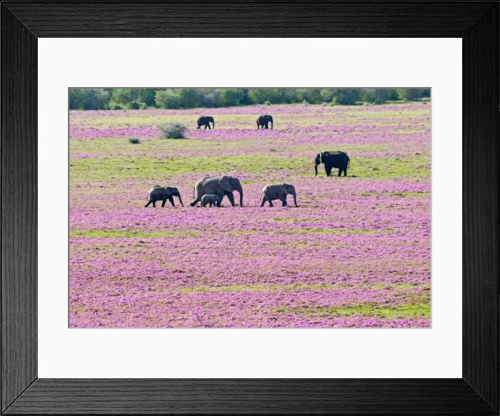 Framed Print : Picture No. 10898721 Framed Print : Picture No. 10898721