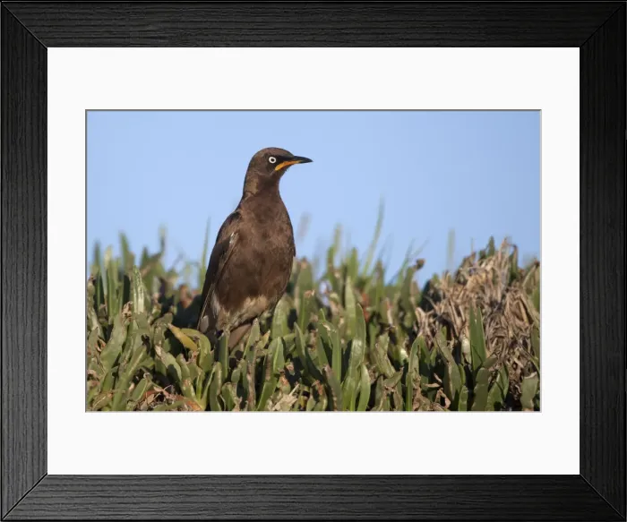 Framed Print : Picture No. 10898729 Framed Print : Picture No. 10898729