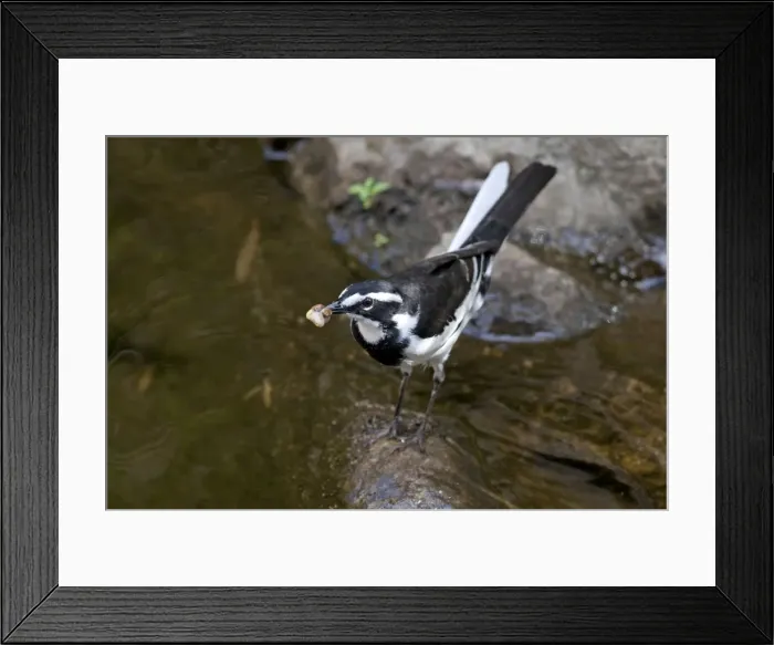 Framed Print : Picture No. 10898730 Framed Print : Picture No. 10898730