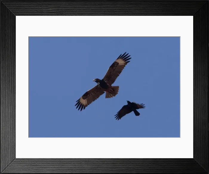 Framed Print : Picture No. 10898734