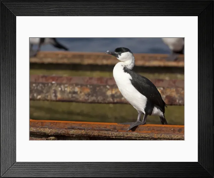 Framed Print : Picture No. 10898735 Framed Print : Picture No. 10898735