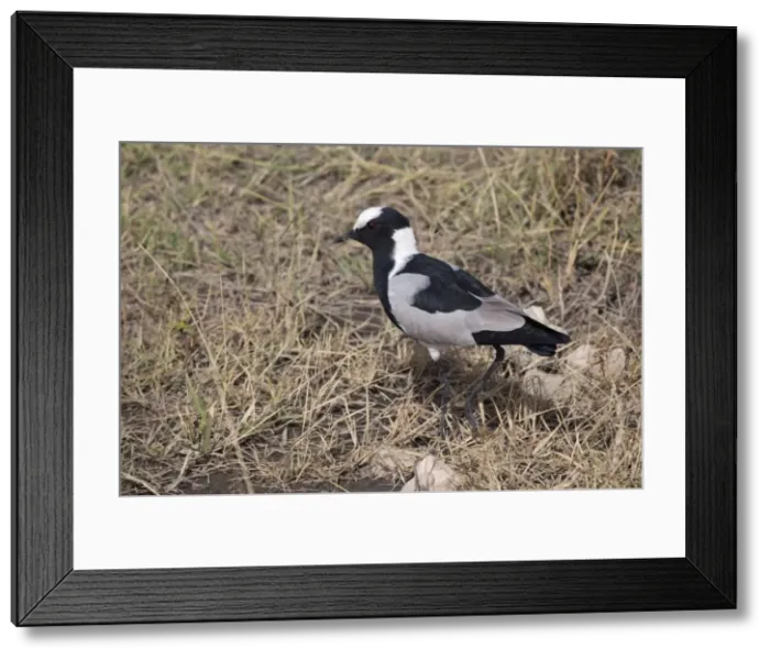 Framed Print : Picture No. 10898737 Framed Print : Picture No. 10898737