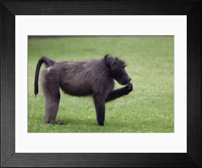 Framed Print : Picture No. 10898732 Framed Print : Picture No. 10898732