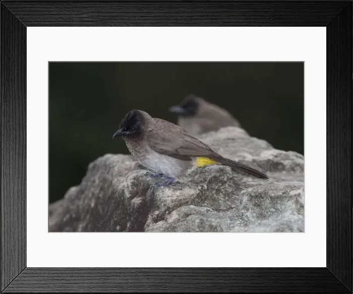 Framed Print : Picture No. 10898743 Framed Print : Picture No. 10898743