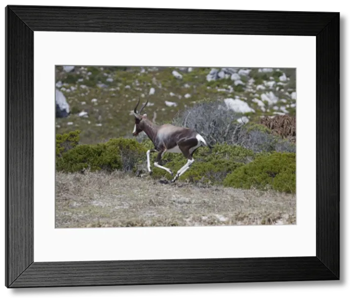 Framed Print : Picture No. 10898739 Framed Print : Picture No. 10898739