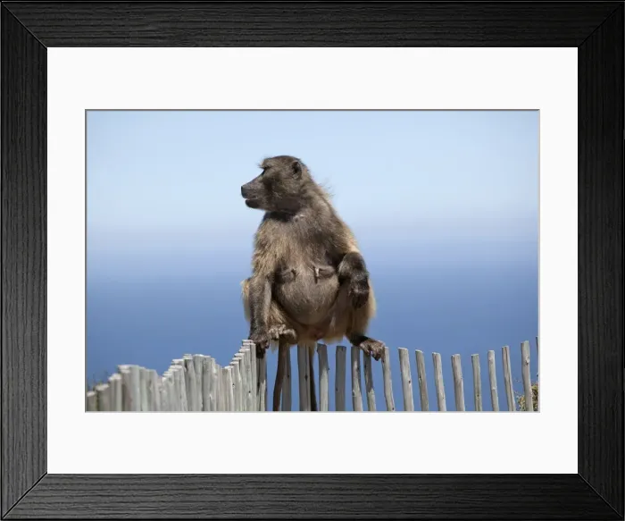 Framed Print : Picture No. 10898731 Framed Print : Picture No. 10898731